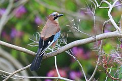 Eurasian Jay